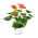 Hrnkové